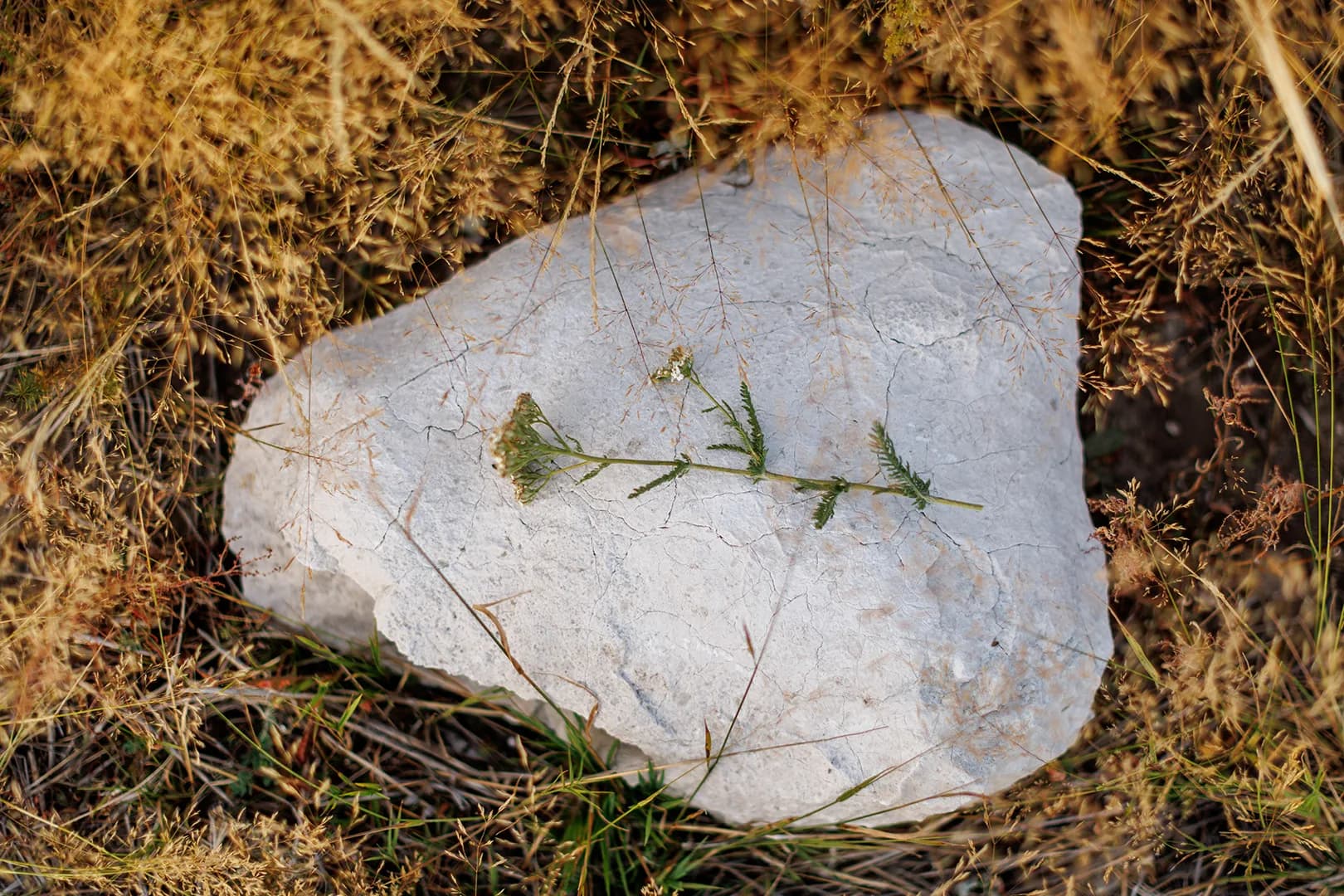 Wild herbs beside a limestone rock